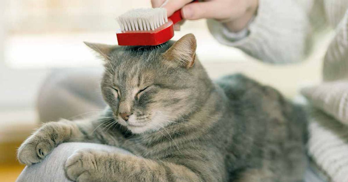 best cat brush كيف ؟ متى ؟ ولماذا نقص شعر القطط - إليك 5 خطوات لقص شعر قطتك بأمان 2 كيف ؟ متى ؟ ولماذا نقص شعر القطط - إليك 5 خطوات لقص شعر قطتك بأمان