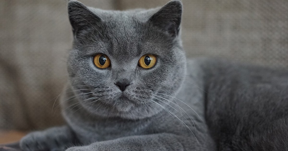best brush for short hair cat قائمة بـ 10 اشهر انواع قطط فى العالم - تعرف عليها الآن! 3 قائمة بـ 10 اشهر انواع قطط فى العالم - تعرف عليها الآن!