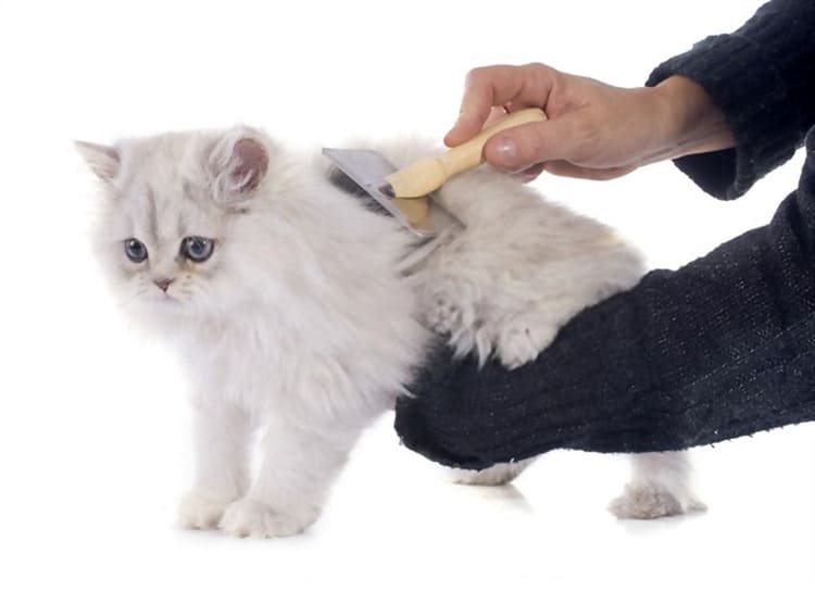 best comb for persian cats