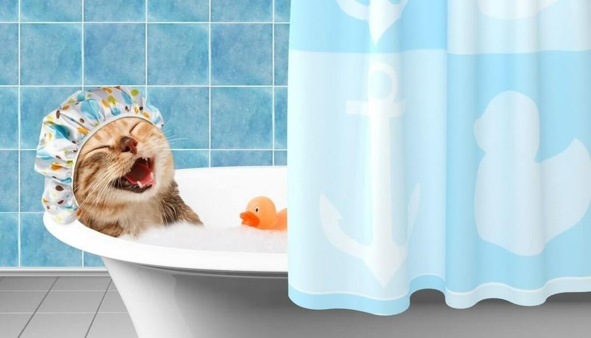 Shampoo for Cats: Get the Healthiest and Most Beautiful Coat - Cat Brush Gu...