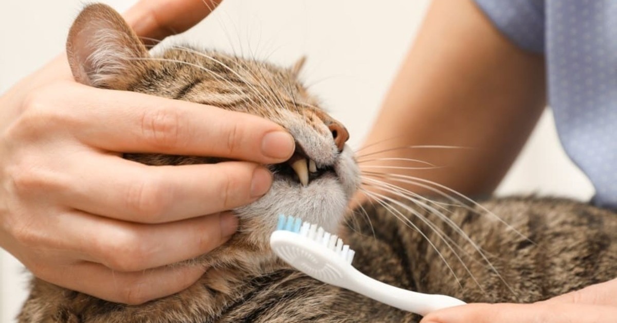 best cat toothpaste كيفية علاج إلتهاب اللثة عند القطط والمحافظة على صحة أسنان القطط 2 كيفية علاج إلتهاب اللثة عند القطط والمحافظة على صحة أسنان القطط